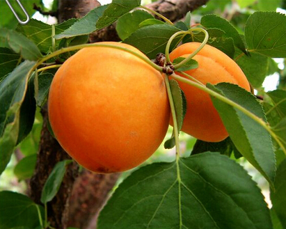 邹平水杏与柿子