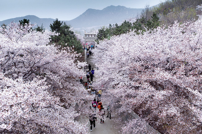 樱花山风景区